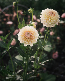 Dahlia Westerton Lilian