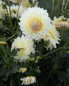 Dahlia Westerton Lilian