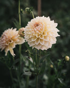 Dahlia Westerton Lilian