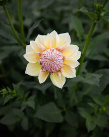 Dahlia Westerton Lilian