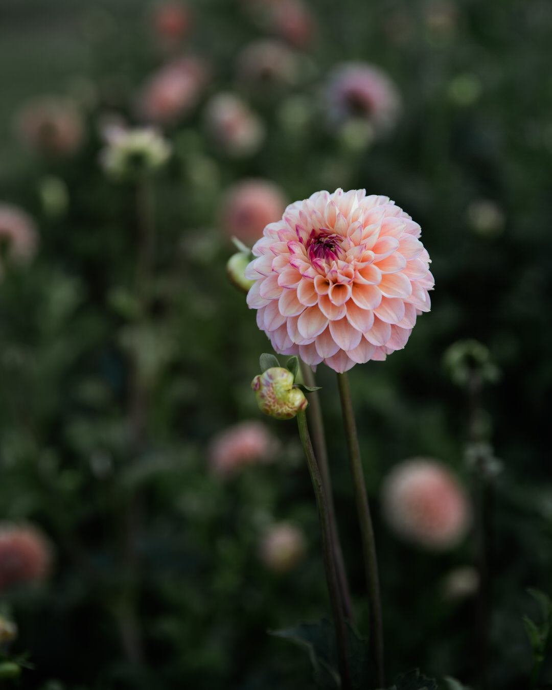 Dahlia Wine Eyed Jill