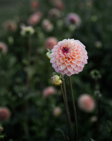 Dahlia Wine Eyed Jill