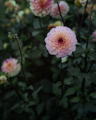 Dahlia Wine Eyed Jill Tuber Sale