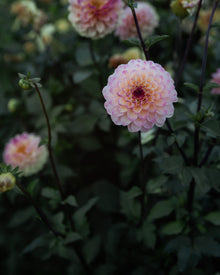 Dahlia Wine Eyed Jill Tuber Sale