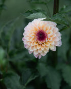 Dahlia Wine Eyed Jill