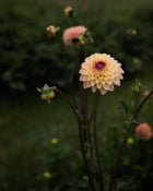 Dahlia Wine Eyed Jill Tuber Sale