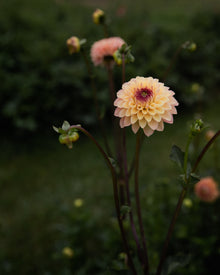 Dahlia Wine Eyed Jill Tuber Sale
