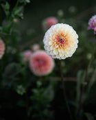 Dahlia Wine Eyed Jill