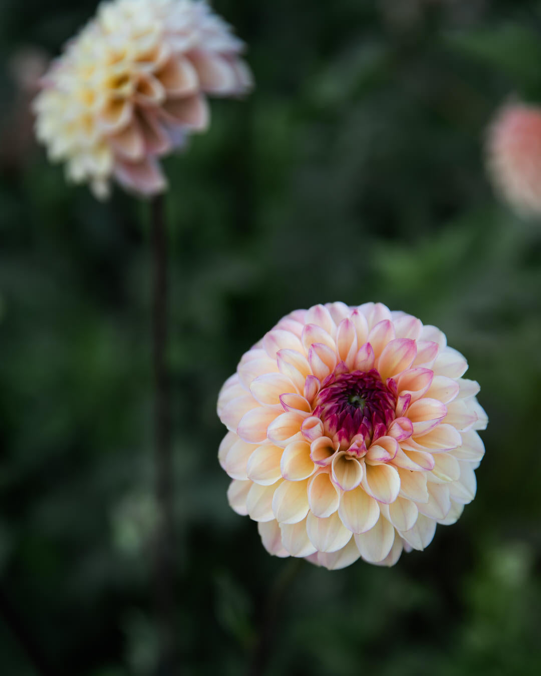 Dahlia Wine Eyed Jill