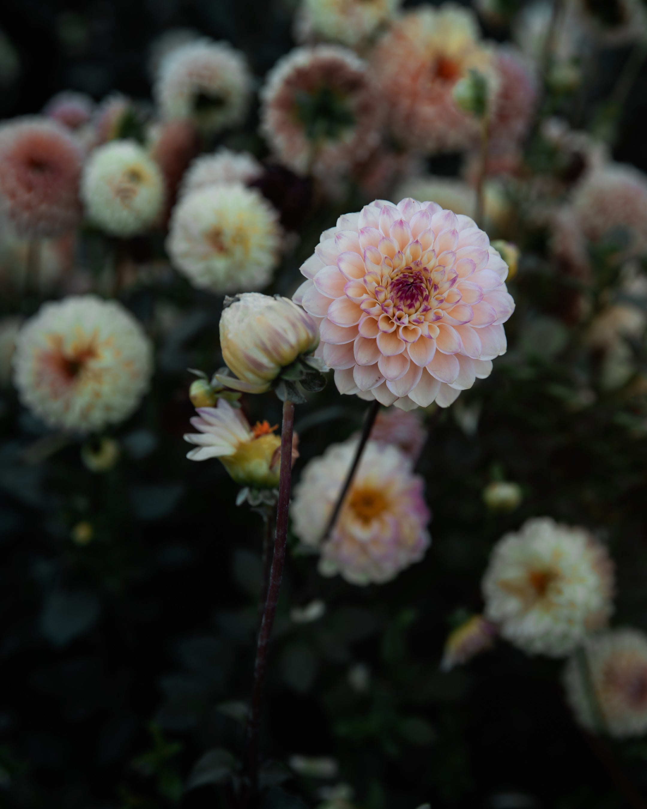 Dahlia Wine Eyed Jill Tuber Sale