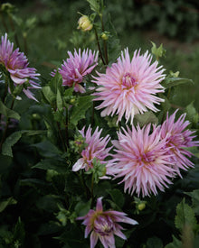 Dahlia Wyn's Mauve Mist