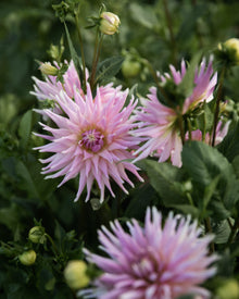 Dahlia Wyn's Mauve Mist