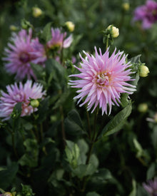 Dahlia Wyn's Mauve Mist