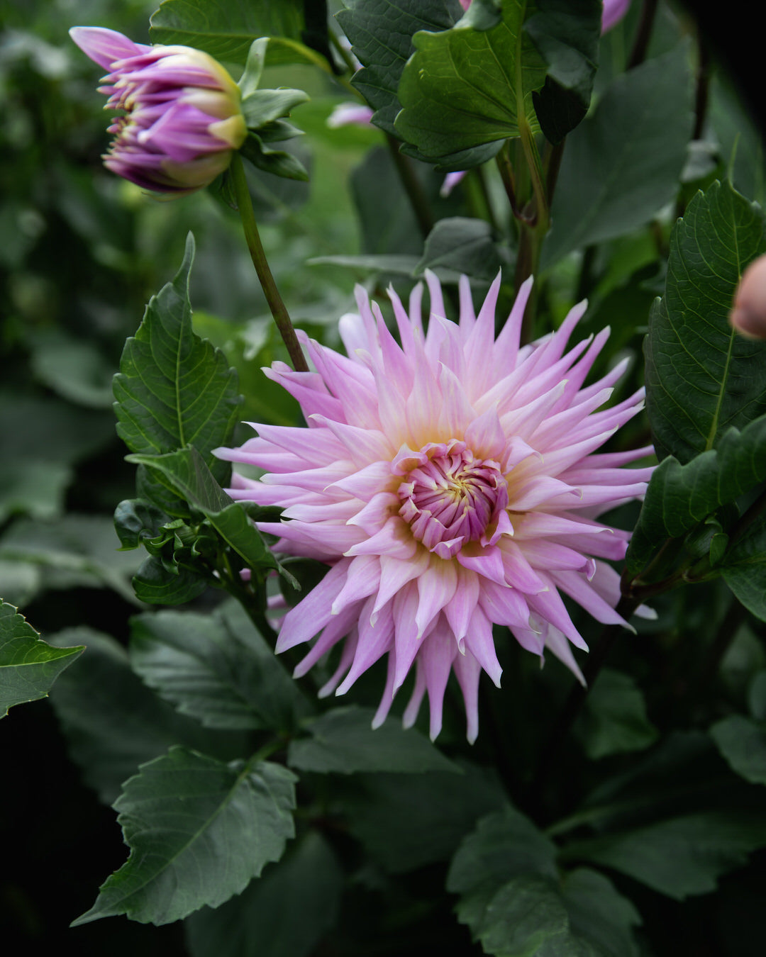 Dahlia Wyn's Mauve Mist