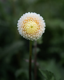 Dahlia Irish D Porter