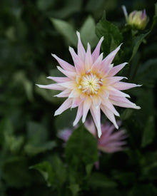 Dahlia Wyn's Mauve Mist