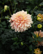 Dahlia Wyn's New Pastel Tuber Sale