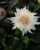 Dahlia Wyn's Farmer John