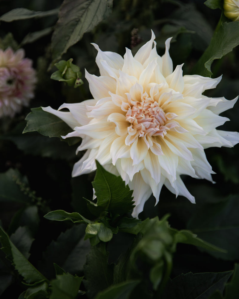 Dahlia Wyn's Farmer John