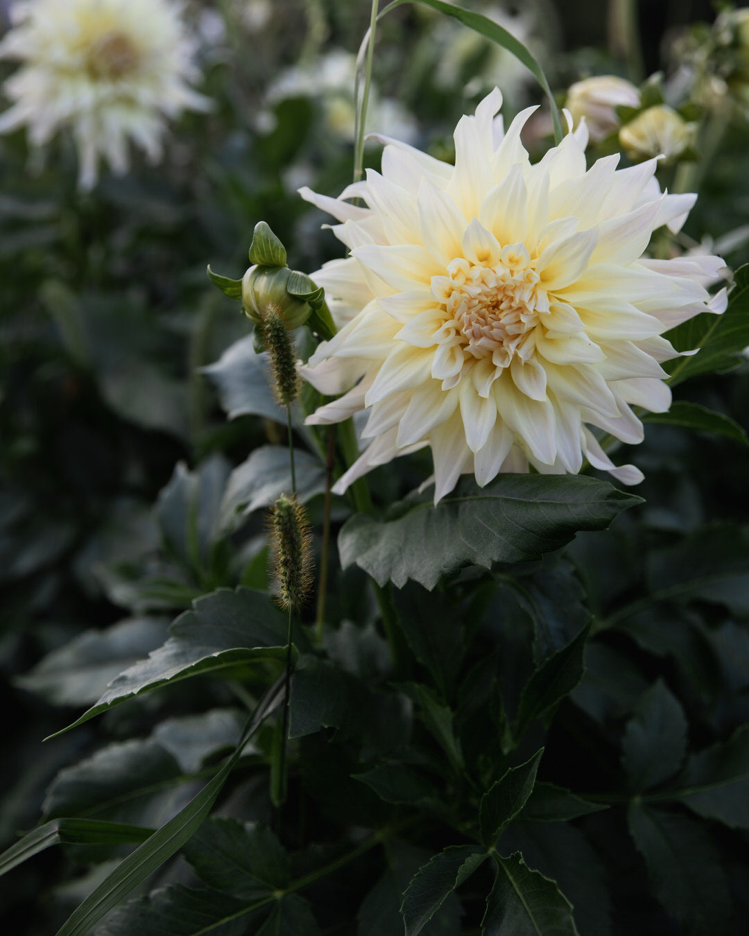 Dahlia Wyn's Farmer John