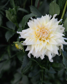 Dahlia Wyn's Farmer John