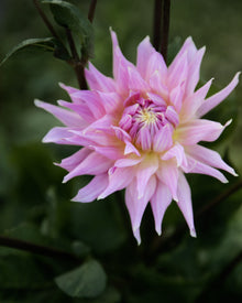 Dahlia Wyn's Mauve Mist