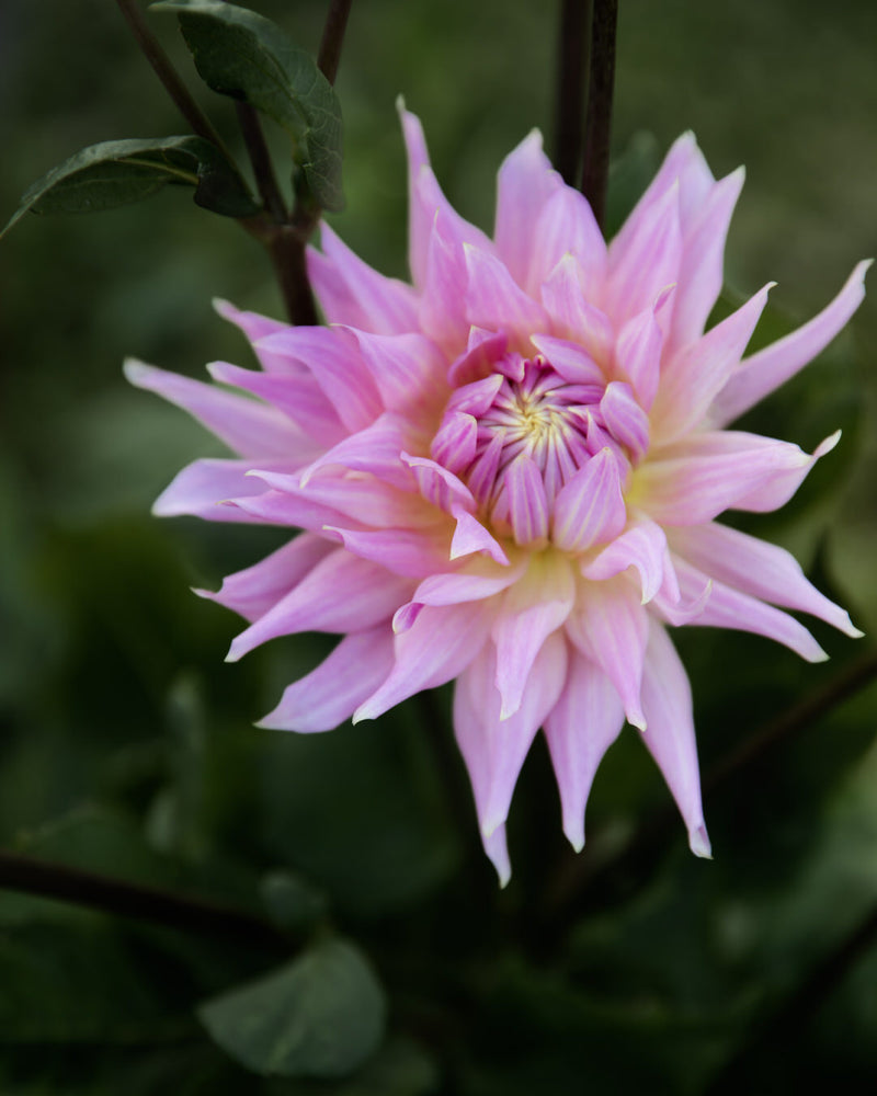 Dahlia Wyn's Mauve Mist
