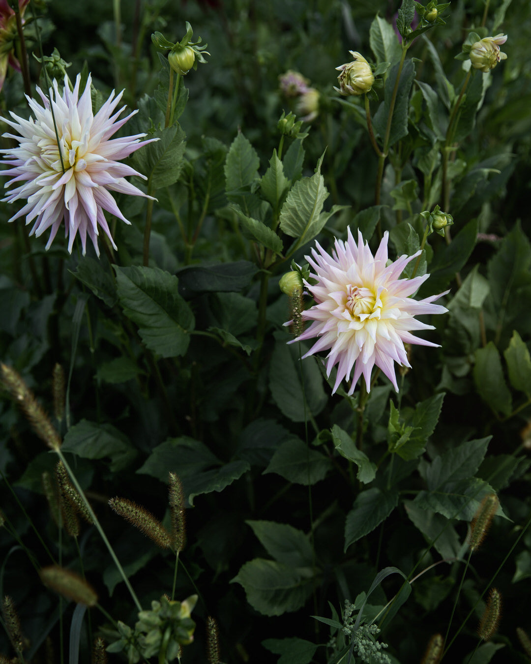 Dahlia Wyn's Mauve Mist