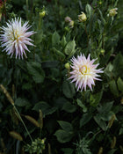 Dahlia Wyn's Mauve Mist