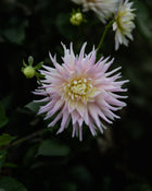 Dahlia Wyn's Mauve Mist