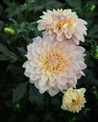 Dahlia Wyn's New Patel Tuber Sale