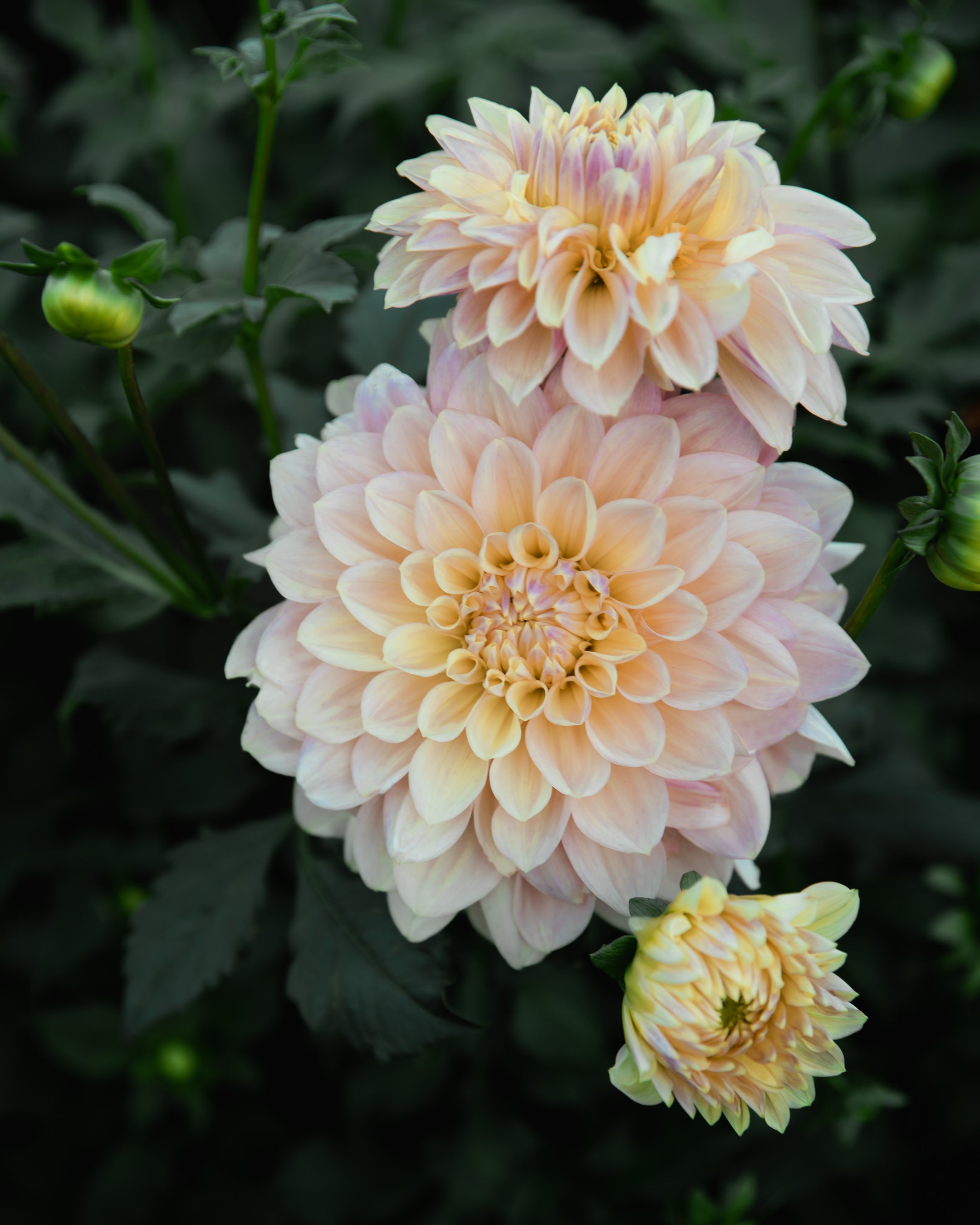 Dahlia Wyn's New Patel Tuber Sale