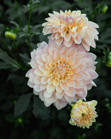 Dahlia Wyn's New Patel Tuber Sale