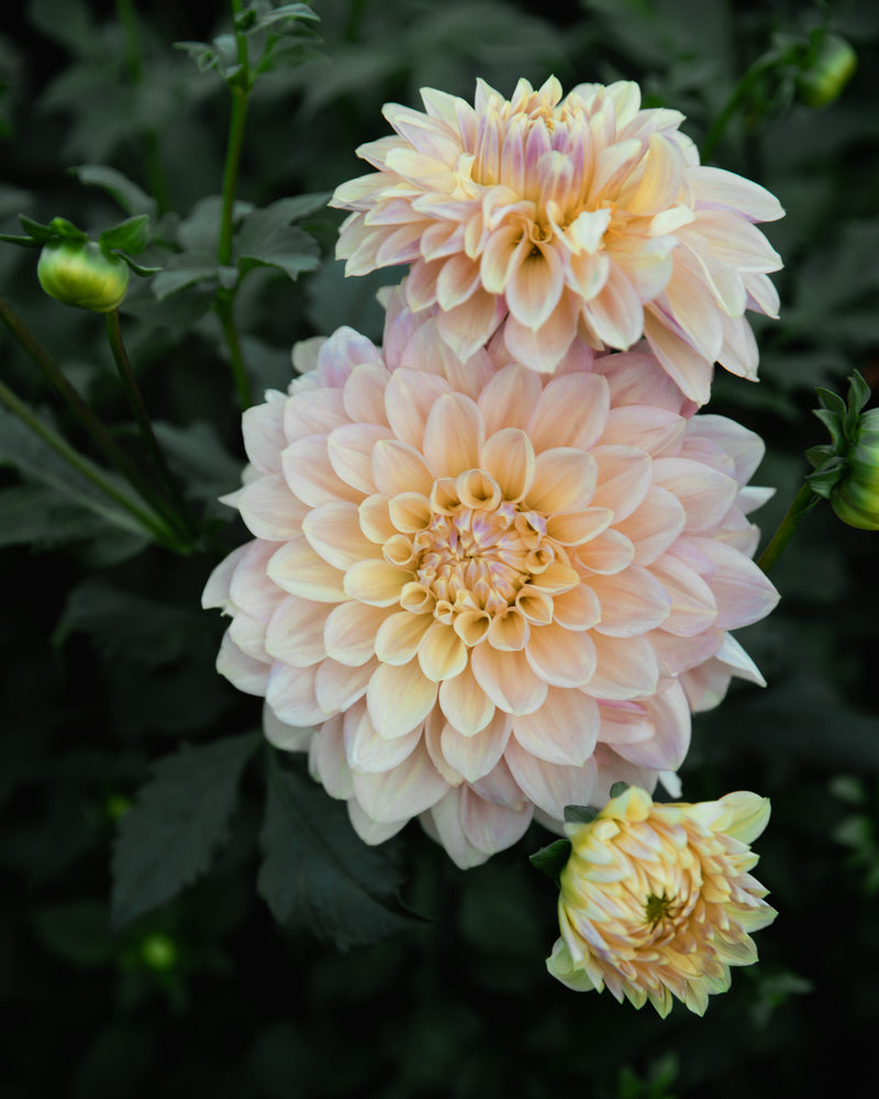 Dahlia Wyn's New Patel Tuber Sale