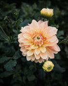 Dahlia Wyn's New Pastel Tuber Sale