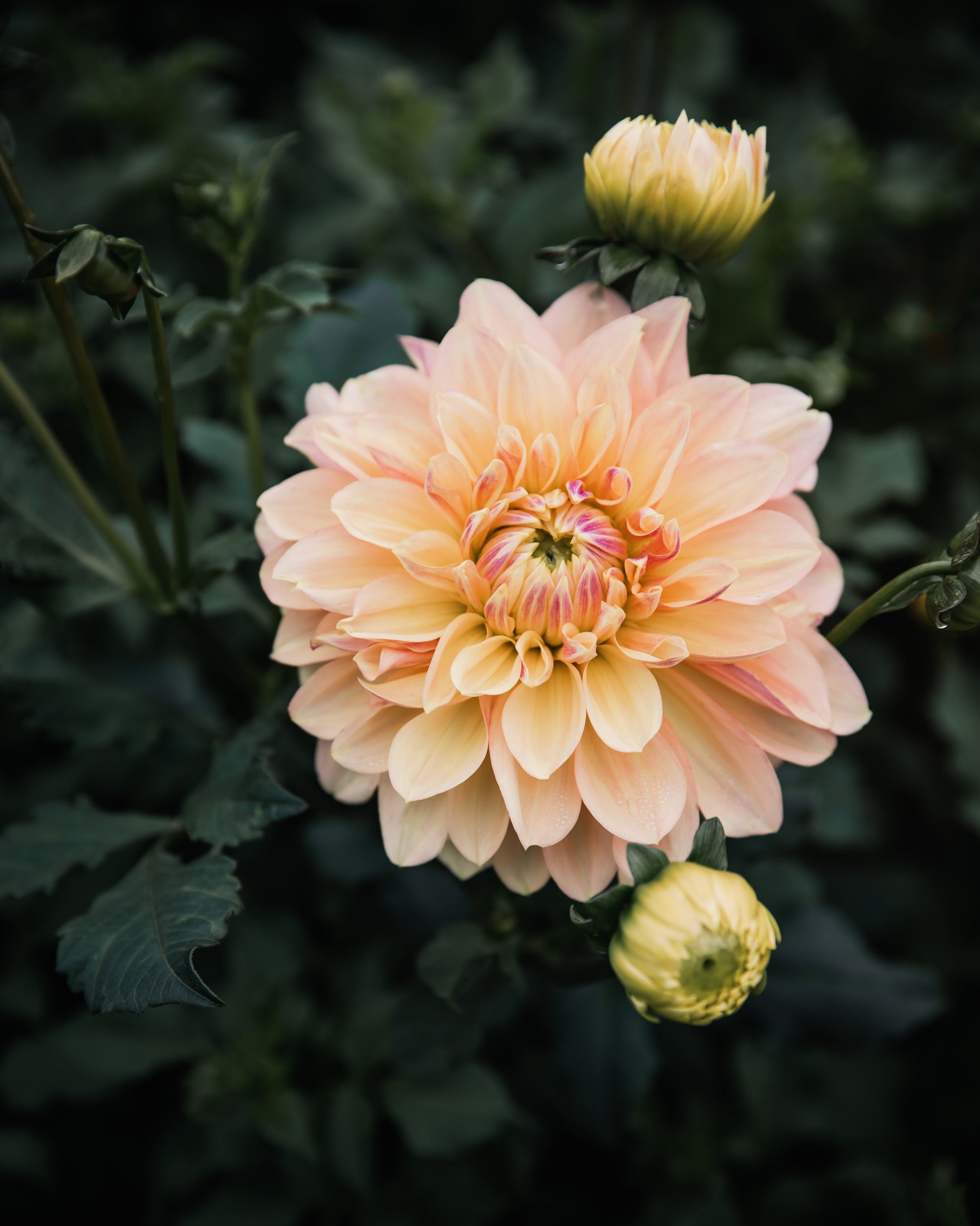 Dahlia Wyn's New Pastel Tuber Sale