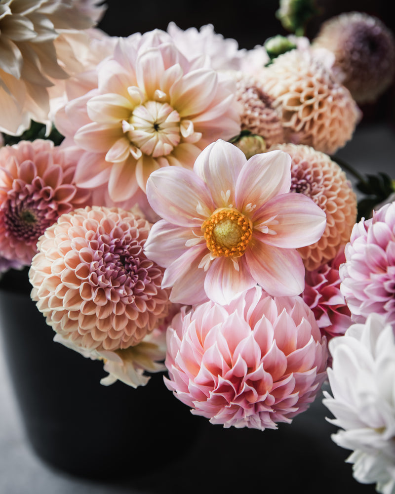 Dahlia Apple Blossom Tuber Sale
