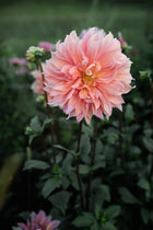 Dahlia Babylon Bronze For The Bees (Open Center)