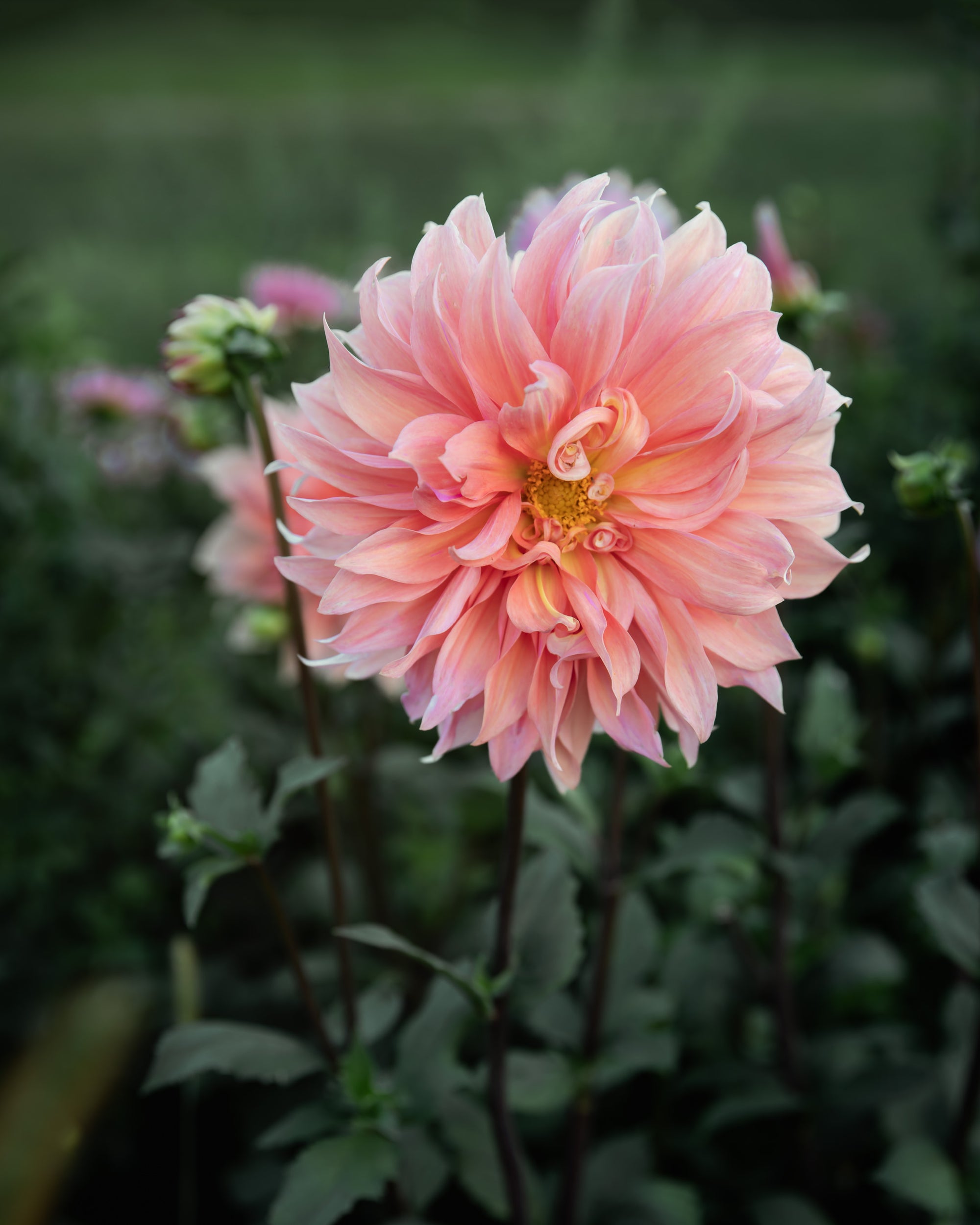 Dahlia Babylon Bronze For The Bees (Open Center)
