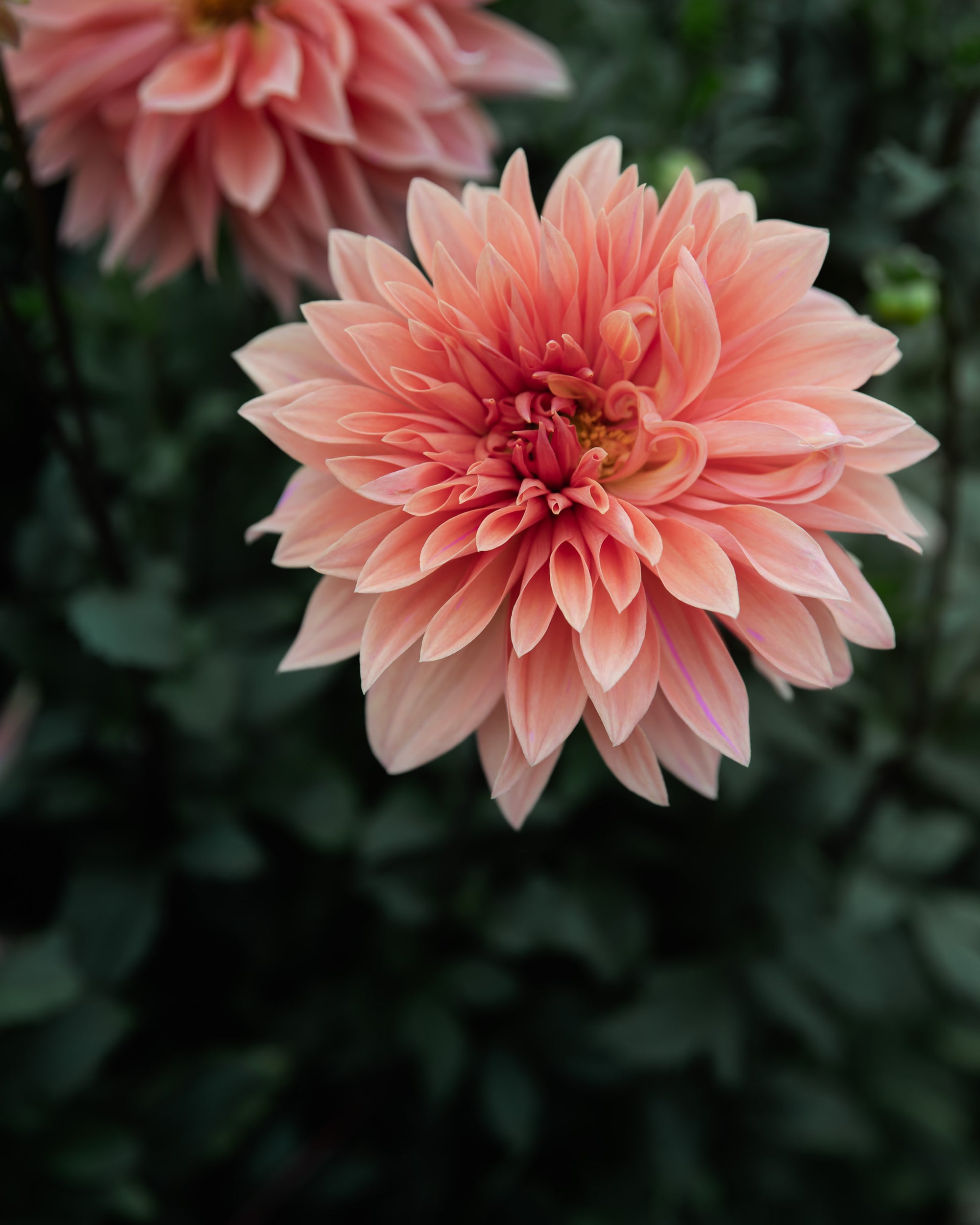 Dahlia Babylon Bronze For The Bees (Open Center)