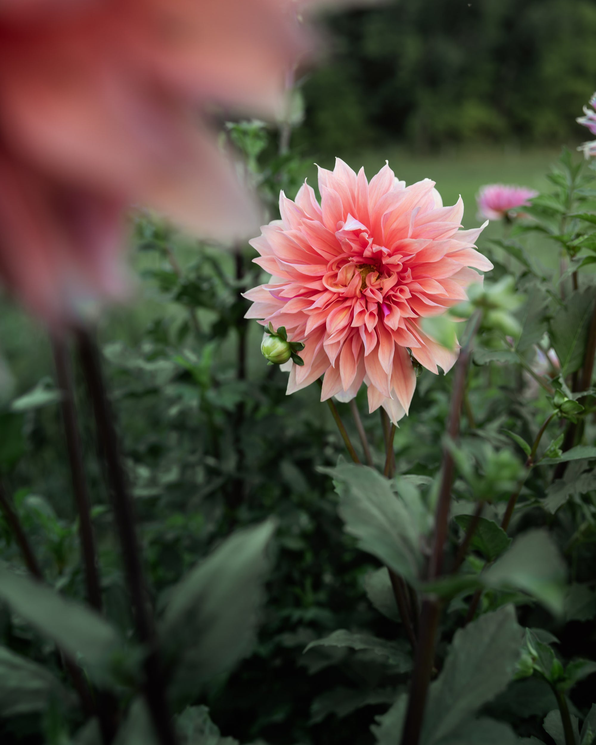 Dahlia Babylon Bronze For The Bees (Open Center)