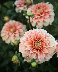 Dahlia Bracken Palomino Tuber Sale