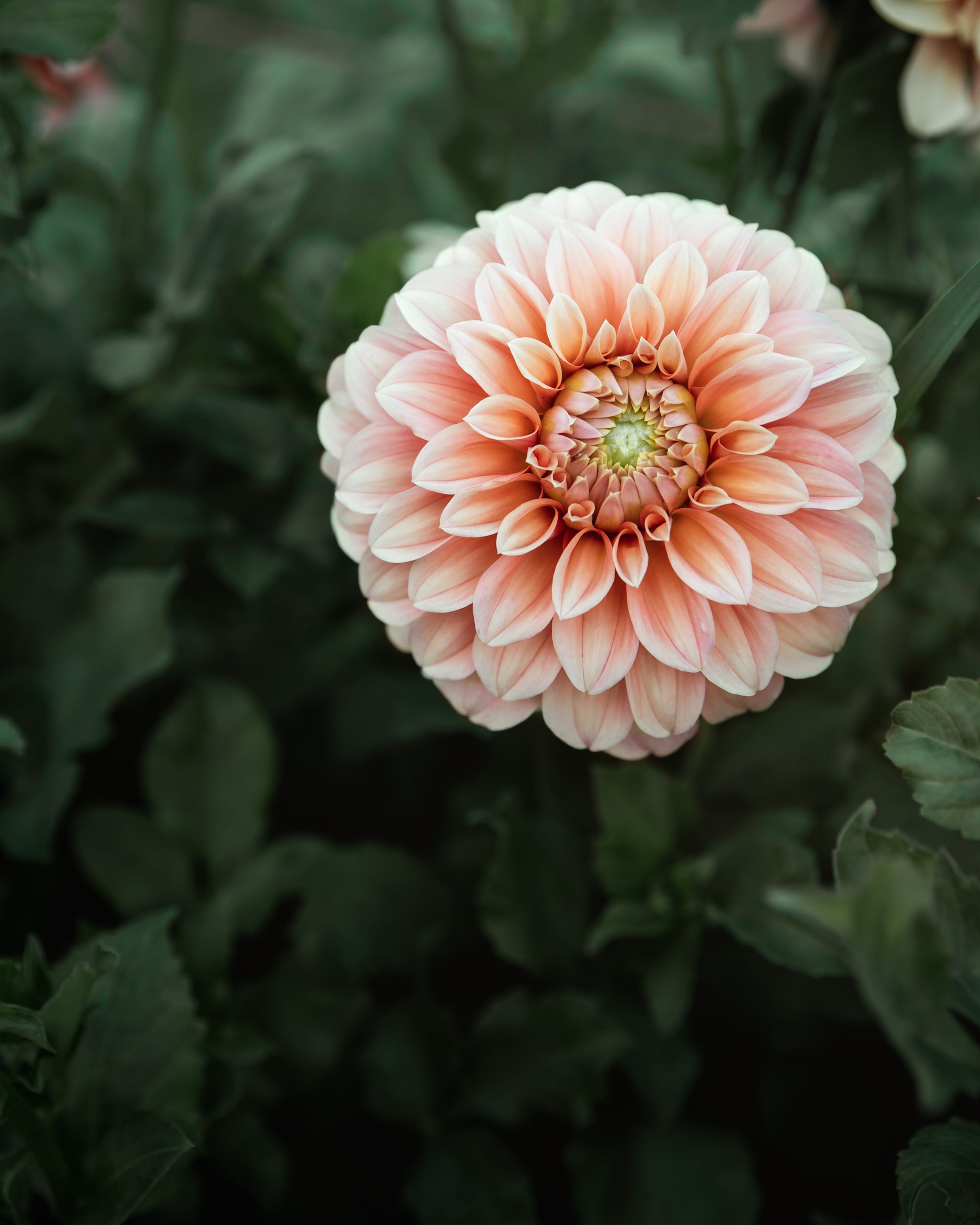 Dahlia Bracken Palomino Tuber Sale