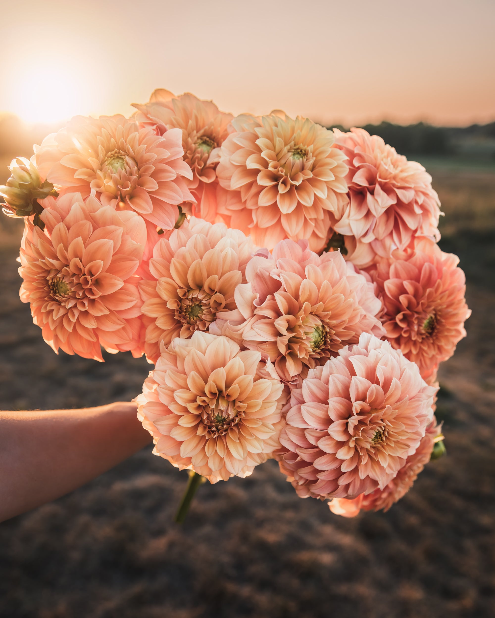 Dahlia Bracken Palomino Tuber Sale