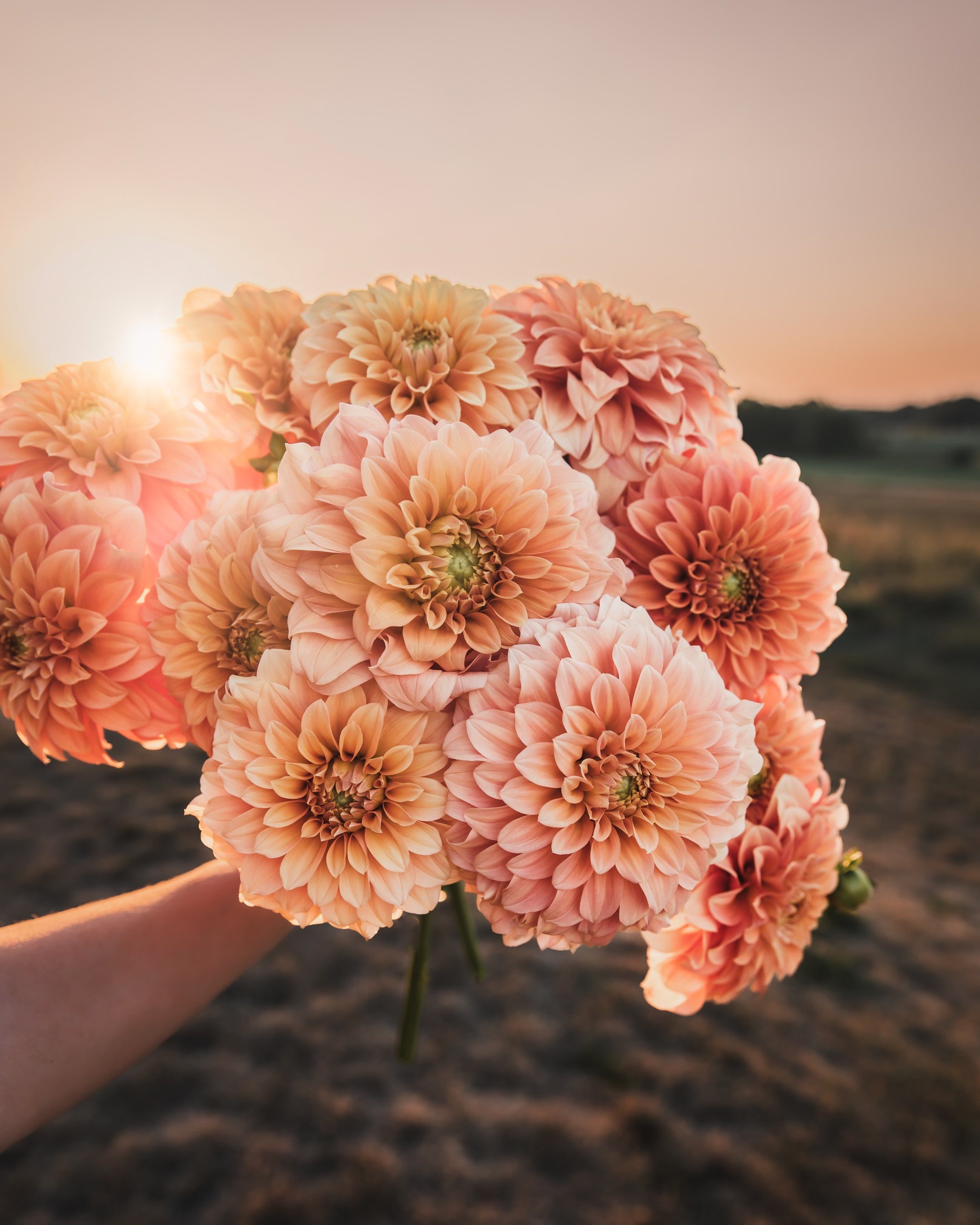 Dahlia Bracken Palomino Tuber Sale