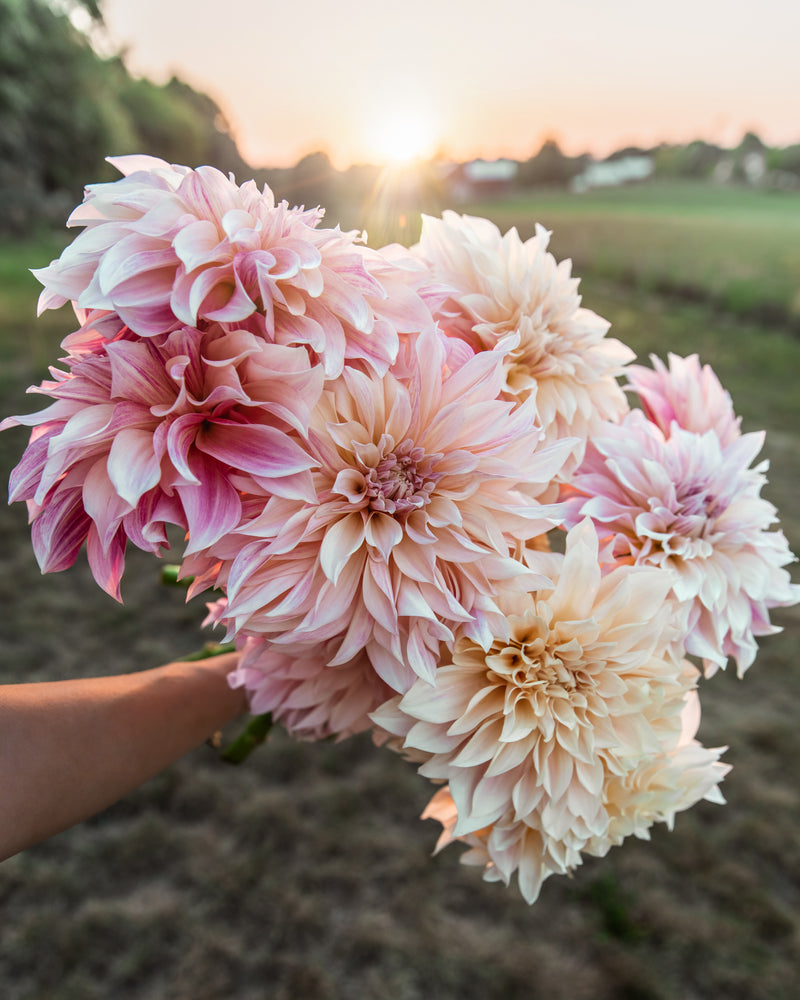 Dahlia Café Au Lait