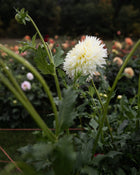 Dahlia Citron du Cap