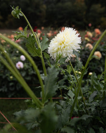 Dahlia Citron du Cap