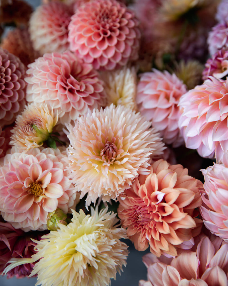 Dahlia Lakeview Peach Fuzz