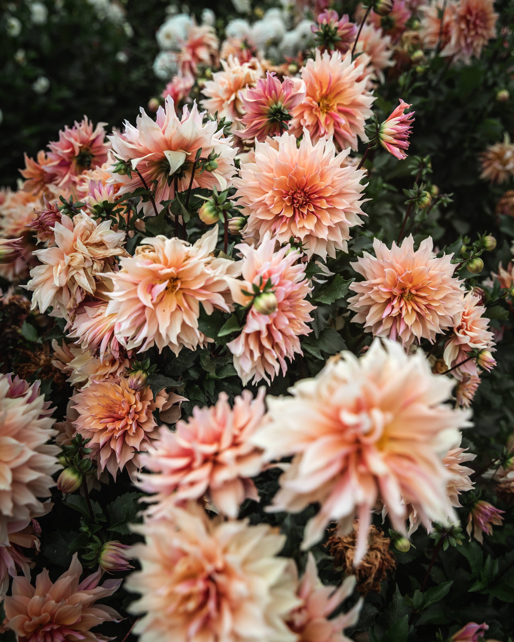 Dahlia Labyrinth